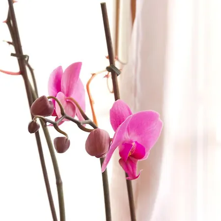 Angelika Sankt Anton am Arlberg